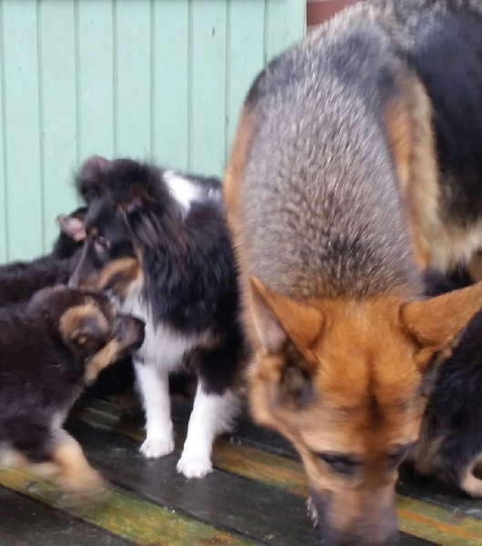 Les chiots découvrent le berger shetland