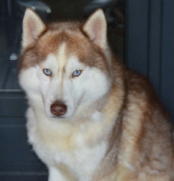 Layka, Lorkane, maman et Ilander (husky Sibérien)