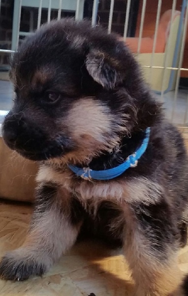photos des chiots