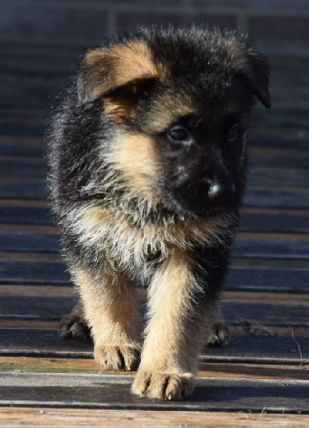 chiot Jazzmine