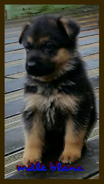 photos des chiots à 30 jours